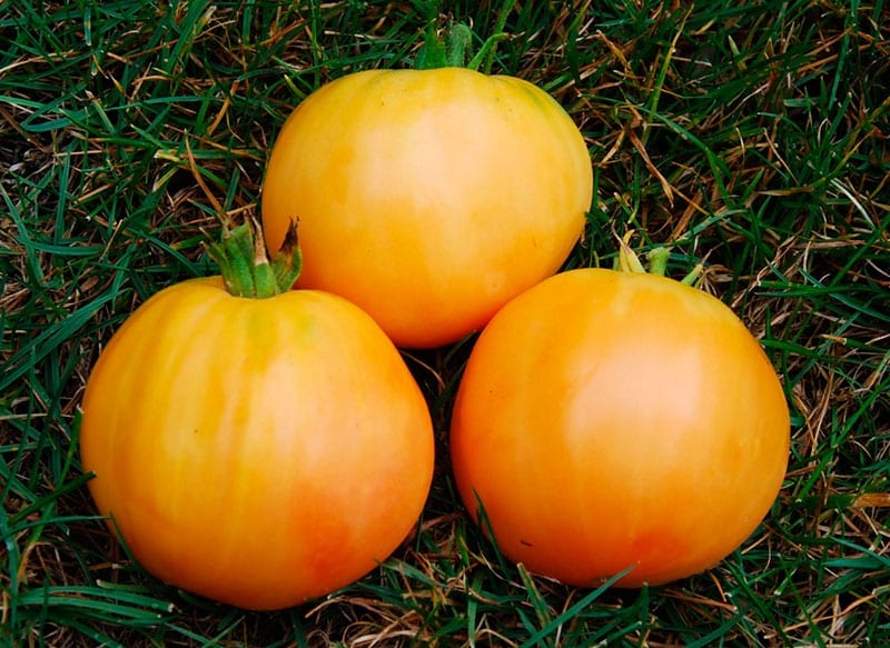 A godsend for gardeners - the Golden Mother-in-Law tomato: characteristics and description of the variety, cultivation and care