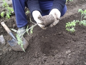 Beschrijving van ananasvariëteittomaten: kenmerken van hun teelt in open en gesloten grond