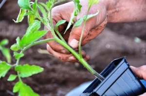 Penerangan mengenai tomato varieti Nanas: ciri penanaman mereka di tanah terbuka dan tertutup