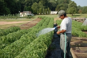 Descrição do tomate variedade abacaxi: características de seu cultivo em terreno aberto e fechado