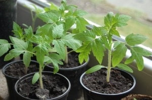 Sulit ba ang pagtatanim ng Betta tomato sa iyong plot? Mga katangian at larawan ng iba't, mga nuances ng paglilinang