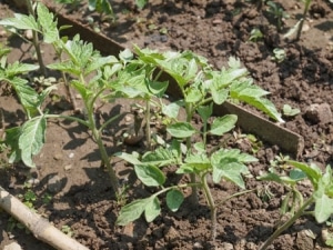 Adakah patut menanam tomato Betta di plot anda? Ciri-ciri dan gambar varieti, nuansa penanaman