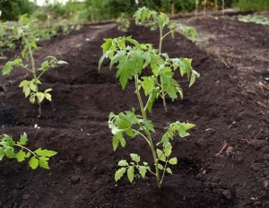 Er det verdt å plante en Betta-tomat på tomten din? Kjennetegn og bilder av sorten, nyanser av dyrking