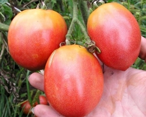 Tomato masak awal untuk jus, salad dan pemeliharaan Fatima - ciri dan perihalan varieti