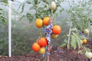 Un regal per als jardiners: el tomàquet de la sogra d'or: característiques i descripció de la varietat, cultiu i cura