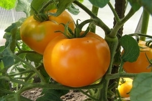 En gave for gartnere - den gylne svigermor-tomaten: egenskaper og beskrivelse av sorten, dyrking og stell