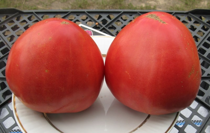 Kenmerken van Alsou-tomaten: hoe je ze verstandig kunt laten groeien om een ​​rijke en gezonde oogst te krijgen