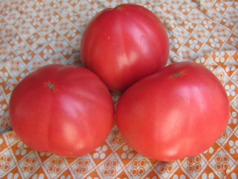 Característiques dels tomàquets Alsou: com cultivar-los amb prudència per obtenir una collita rica i saludable