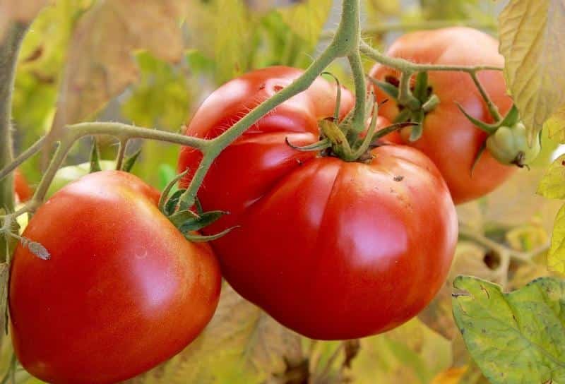 Característiques dels tomàquets Alsou: com cultivar-los amb prudència per obtenir una collita rica i saludable