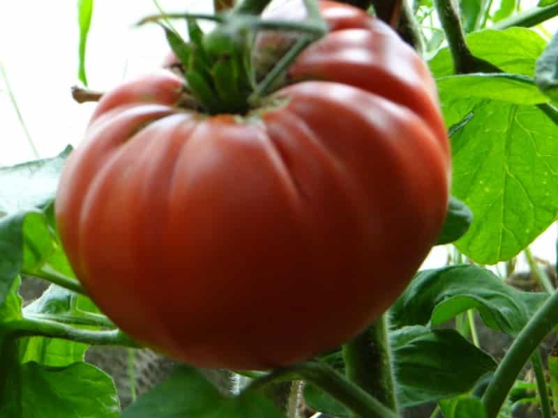 Descrição do tomate variedade abacaxi: características de seu cultivo em terreno aberto e fechado