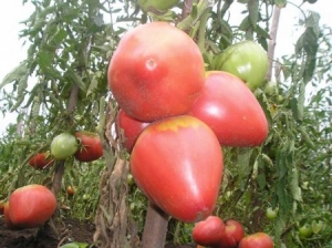 Tomates maduros precoces para sucos, saladas e conservas Fátima - características e descrição da variedade