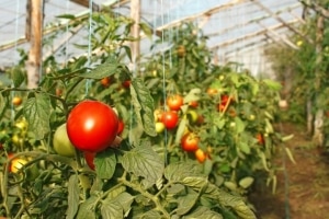 Sulit ba ang pagtatanim ng Betta tomato sa iyong plot? Mga katangian at larawan ng iba't, mga nuances ng paglilinang