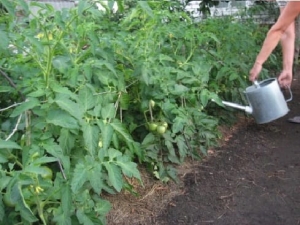 Agri nogatavojušies tomāti sulām, salātiem un konservēšanai Fatima - šķirnes īpašības un apraksts