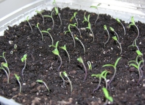 Lohnt es sich, auf Ihrem Grundstück eine Betta-Tomate zu pflanzen? Eigenschaften und Fotos der Sorte, Nuancen des Anbaus