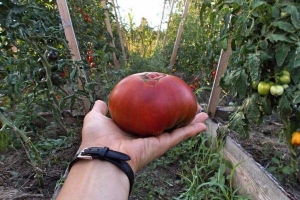 Opis pomidorów odmiany Ananas: cechy ich uprawy w gruncie otwartym i zamkniętym