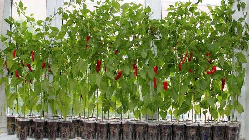 Como cultivar pimenta em casa, no parapeito de uma janela: instruções passo a passo e segredos de agricultores experientes