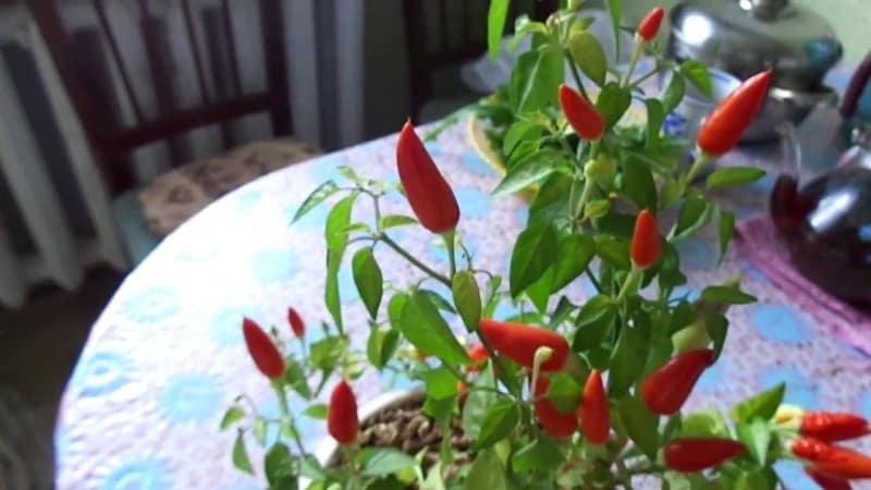 Cómo cultivar chiles en casa en el alféizar de una ventana: instrucciones paso a paso y secretos de agricultores experimentados