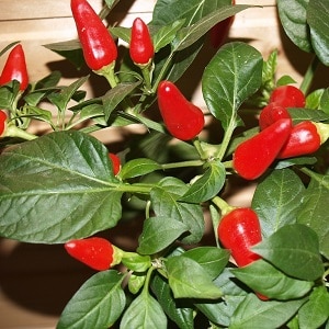 Cómo cultivar chiles en casa en el alféizar de una ventana: instrucciones paso a paso y secretos de agricultores experimentados