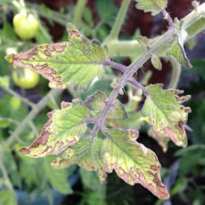 A common problem for summer residents: leaves on tomatoes turn yellow - what to do and how to prevent this?