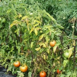 A common problem for summer residents: leaves on tomatoes turn yellow - what to do and how to prevent this?