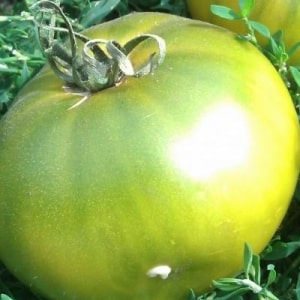 Et eventyr på dit websted - Princess Frog-tomaten: anmeldelser og anbefalinger til korrekt dyrkning