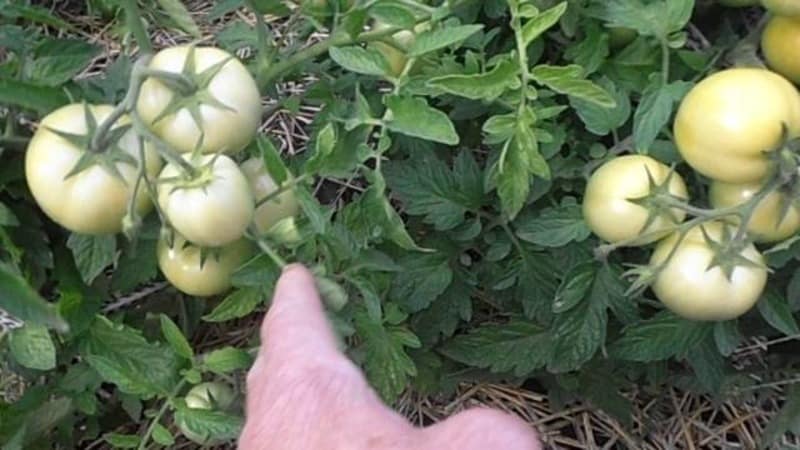 Lad os stifte bekendtskab med Irishka F1-tomaten og prøve at dyrke den på vores plot