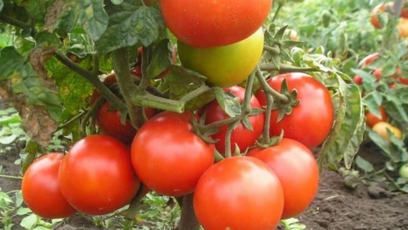 Mari kita berkenalan dengan tomato Irishka F1 dan cuba menanamnya di plot kami