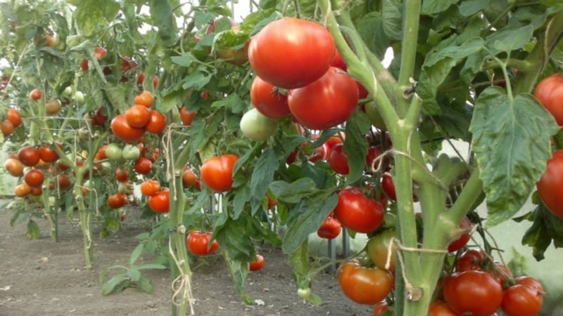 Mari kita berkenalan dengan tomato Irishka F1 dan cuba menanamnya di plot kami