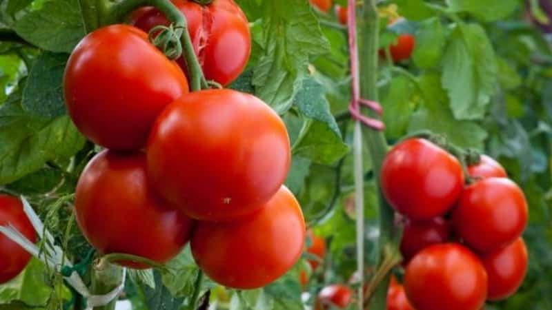 Faisons connaissance avec la tomate Irishka F1 et essayons de la cultiver sur notre parcelle