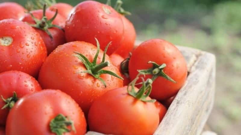 Conozcamos el tomate Irishka F1 e intentemos cultivarlo en nuestra parcela.