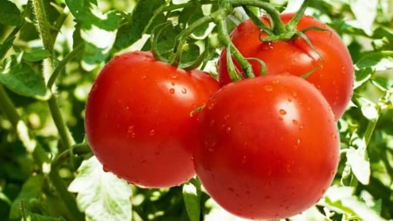 Conozcamos el tomate Irishka F1 e intentemos cultivarlo en nuestra parcela.