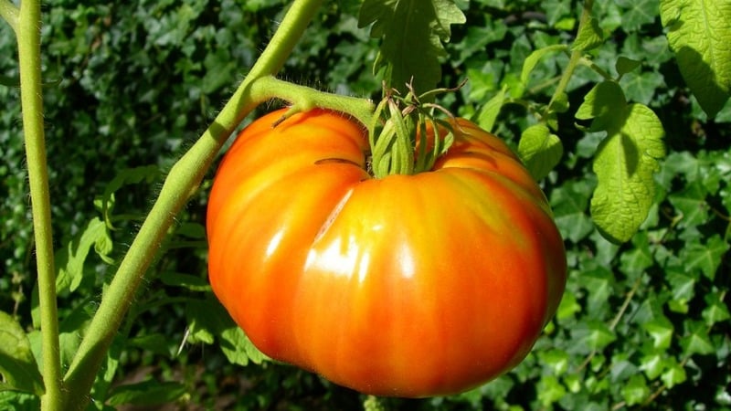 Variedade de seleção doméstica difícil de cuidar, mas incrivelmente produtiva - tomate Cosmonauta Volkov