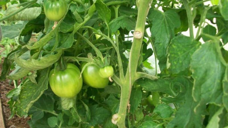 Schwierig zu pflegende, aber unglaublich produktive heimische Sorte – Tomaten-Kosmonaut Volkov