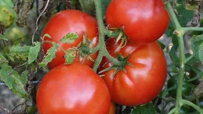 Variedade de seleção doméstica difícil de cuidar, mas incrivelmente produtiva - tomate Cosmonauta Volkov