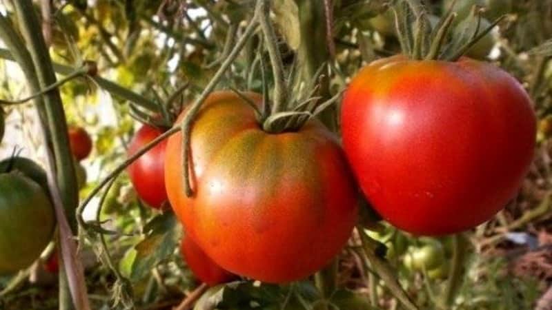 Sukar untuk dijaga, tetapi pelbagai pilihan domestik yang sangat produktif - tomato Angkasawan Volkov