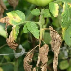 Cómo combatir el tizón tardío en tomates en invernadero utilizando métodos tradicionales: las mejores formas de tratar y prevenir la enfermedad