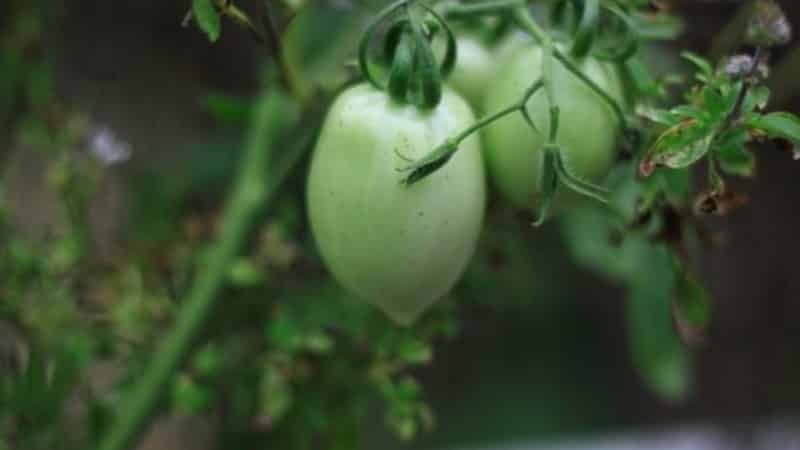 Pomodoro Pink Stella resistente alle malattie e facile da curare: recensioni, foto e segreti per ottenere un raccolto abbondante