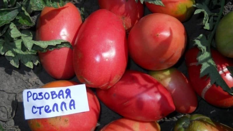 Tomate Pink Stella resistente a doenças e fácil de cuidar: comentários, fotos e segredos para obter uma colheita abundante