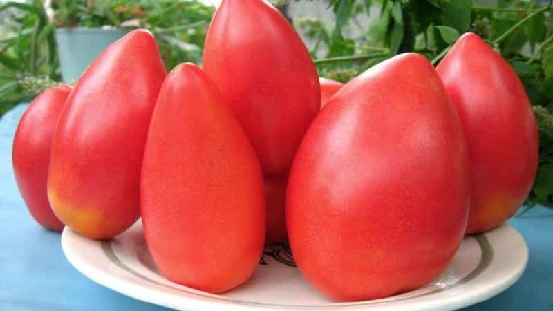 Tomate Pink Stella resistente a doenças e fácil de cuidar: comentários, fotos e segredos para obter uma colheita abundante