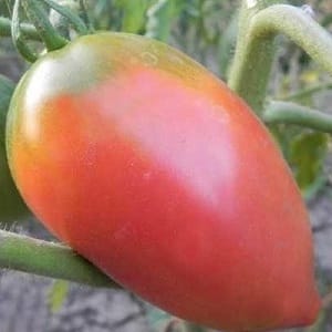 Pomodoro Pink Stella resistente alle malattie e facile da curare: recensioni, foto e segreti per ottenere un raccolto abbondante