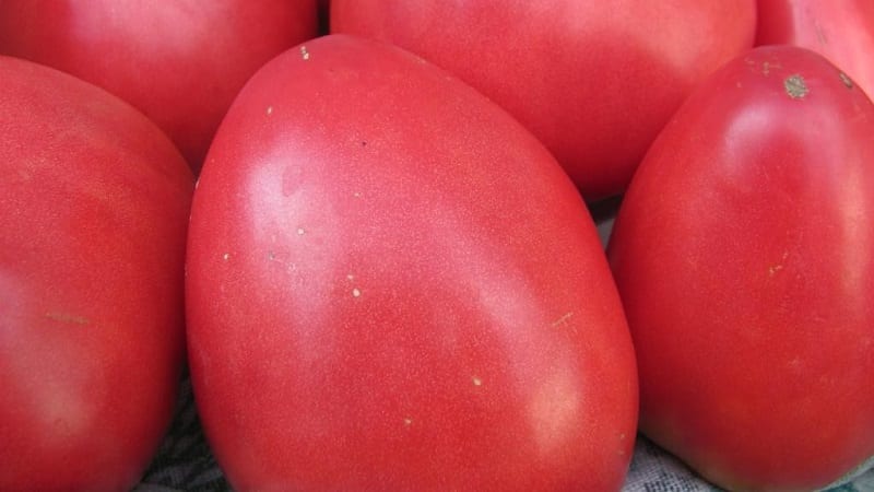 Tomate Pink Stella resistente a doenças e fácil de cuidar: comentários, fotos e segredos para obter uma colheita abundante