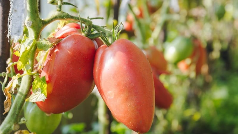 Haiguskindel ja kergesti hooldatav tomat Pink Stella: ülevaated, fotod ja rikkaliku saagi saamise saladused