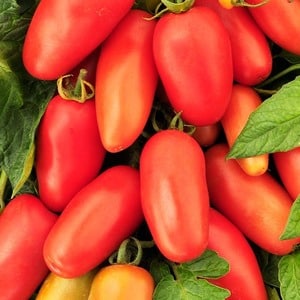 Une trouvaille pour les gourmets - la tomate délicatesse de Moscou : avantages par rapport aux autres variétés de tomates