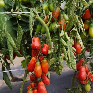 Radinys gurmanams - Maskvos delikatesas pomidoras: pranašumai prieš kitas pomidorų veisles