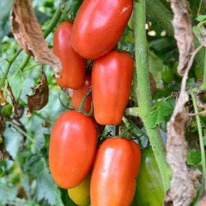 Un hallazgo para los gourmets: el tomate manjar de Moscú: ventajas sobre otras variedades de tomates