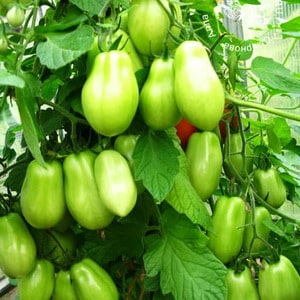 Un hallazgo para los gourmets: el tomate manjar de Moscú: ventajas sobre otras variedades de tomates