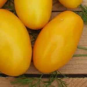 An early ripening variety, ideal for cool climates - Buyan tomato and instructions for growing it