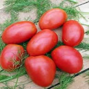 An early ripening variety, ideal for cool climates - Buyan tomato and instructions for growing it