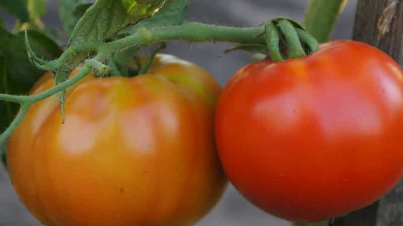 La mejor variedad de maduración temprana, según los veraneantes, es el tomate Early King: por qué es tan bueno y por qué vale la pena cultivarlo