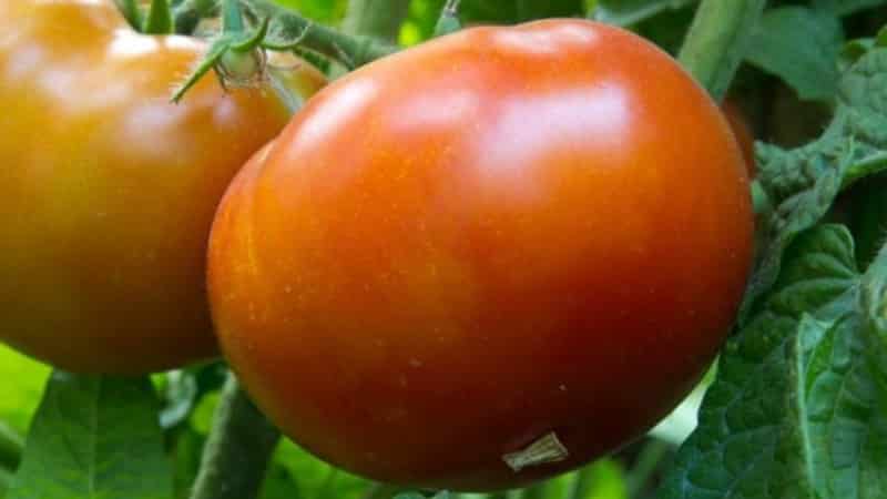 Varieti masak awal yang terbaik, menurut penduduk musim panas, adalah tomato Raja Awal: mengapa ia sangat baik dan mengapa ia berbaloi untuk ditanam